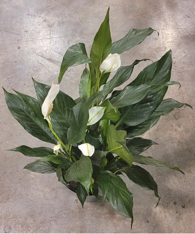 6" Spathiphyllum Peace Lily